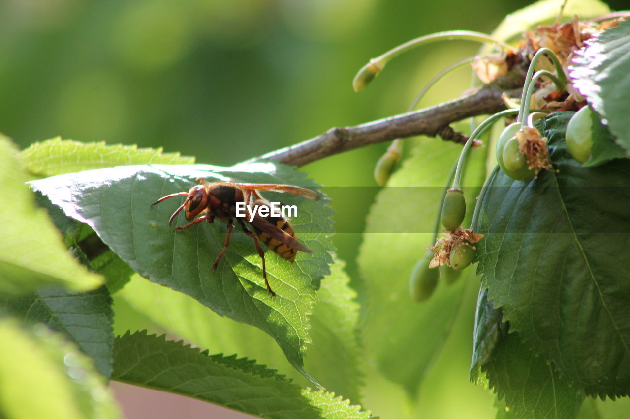 Close-up of insect on leaf