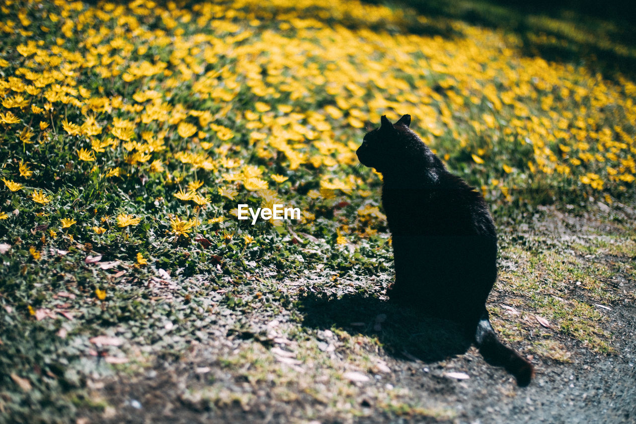 VIEW OF A BLACK CAT ON FIELD