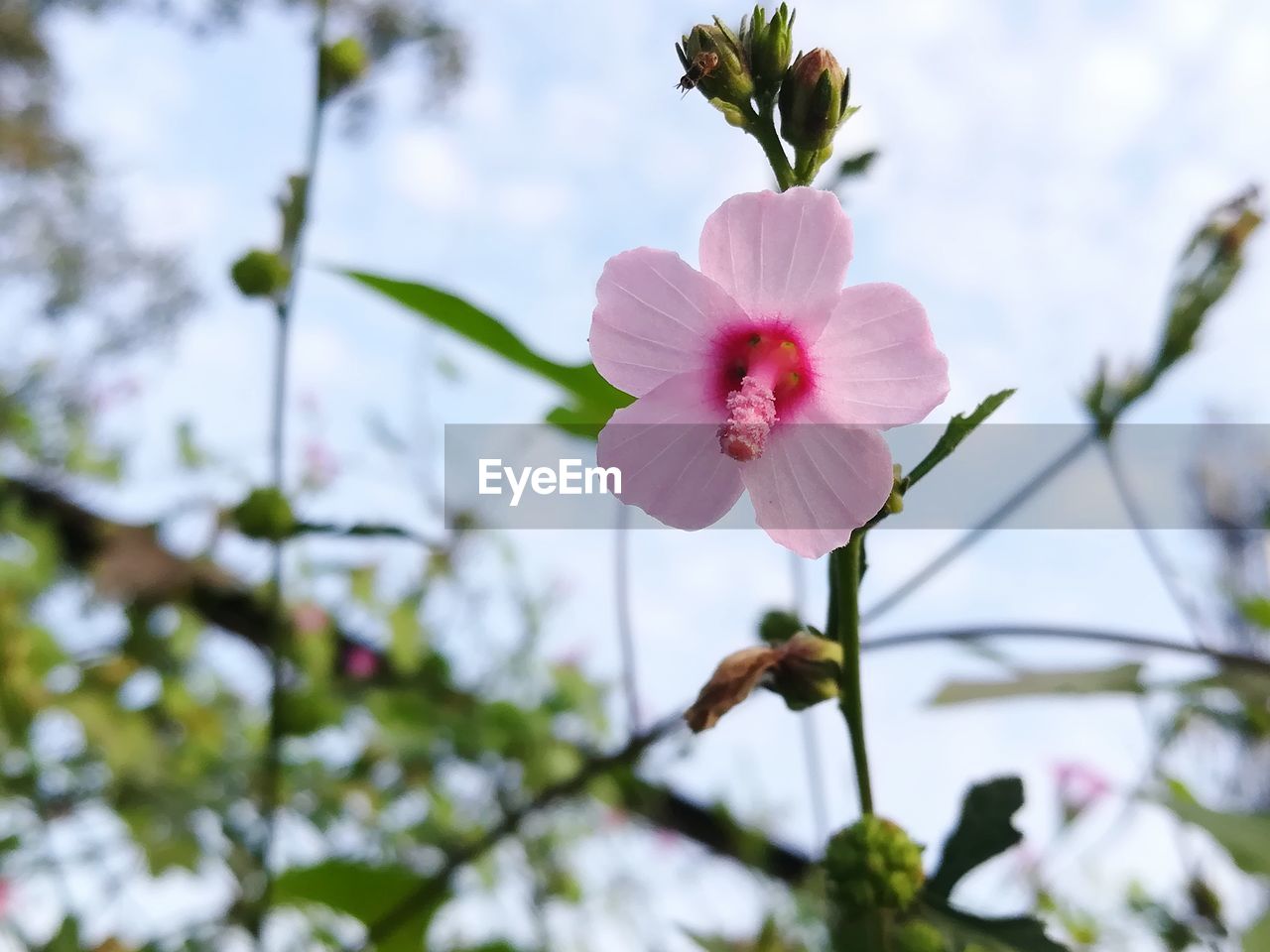 Low angle view of pink hibiscus blooming on tree