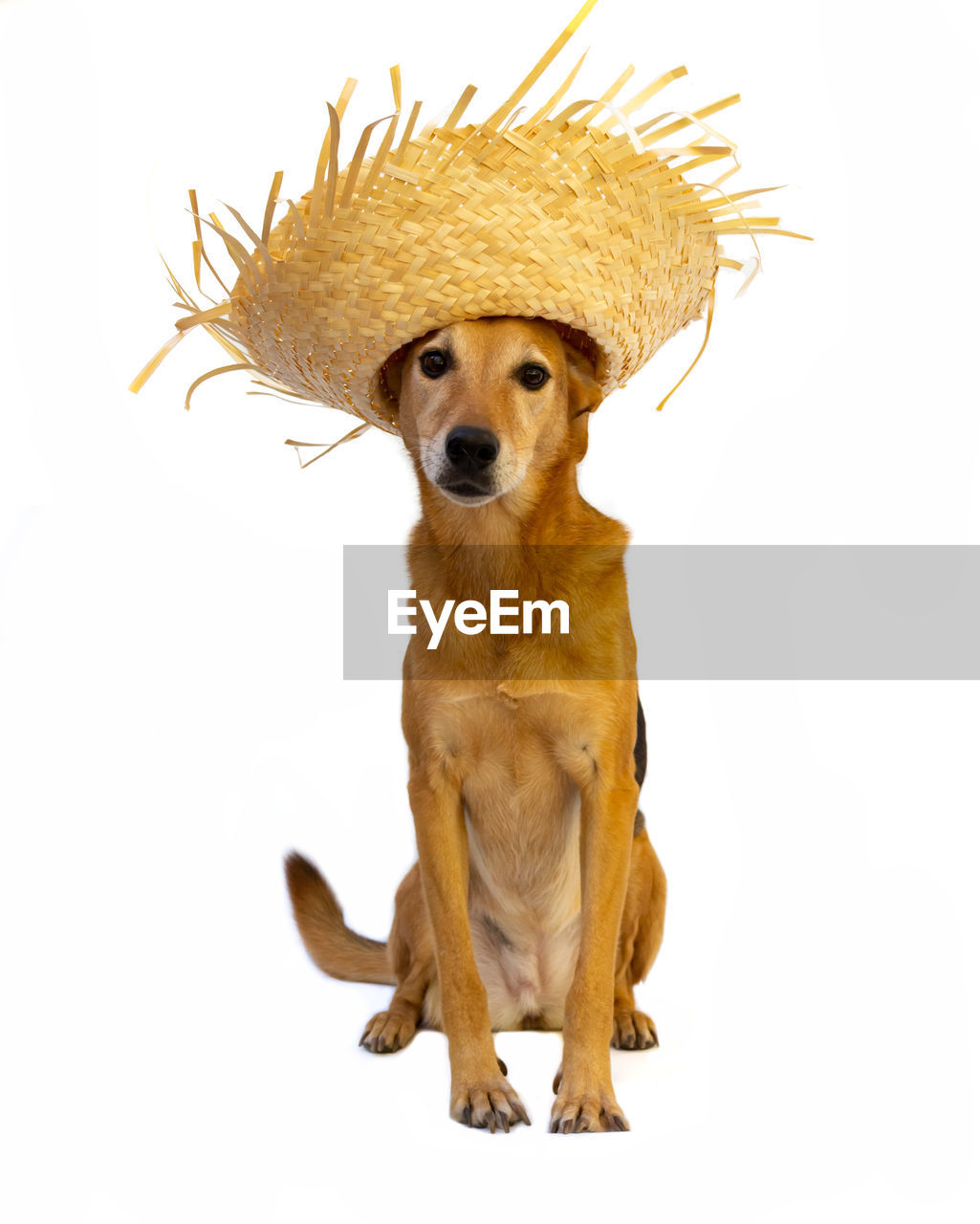 animal themes, one animal, animal, mammal, canine, dog, pet, domestic animals, cut out, carnivore, white background, cute, portrait, hat, lap dog, clothing, fun, studio shot, looking at camera, humor, no people, brown