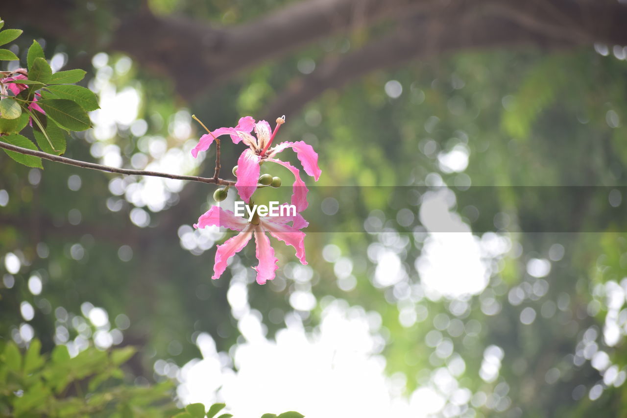 Close-up of pink cherry blossoms in spring