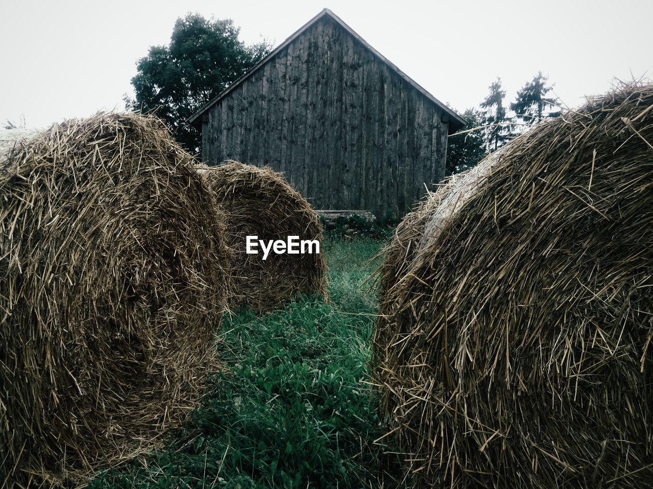 Hay bales on grassy field