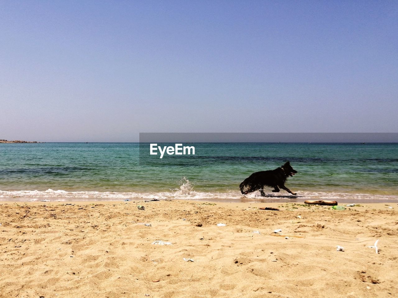 DOG ON BEACH AGAINST SKY