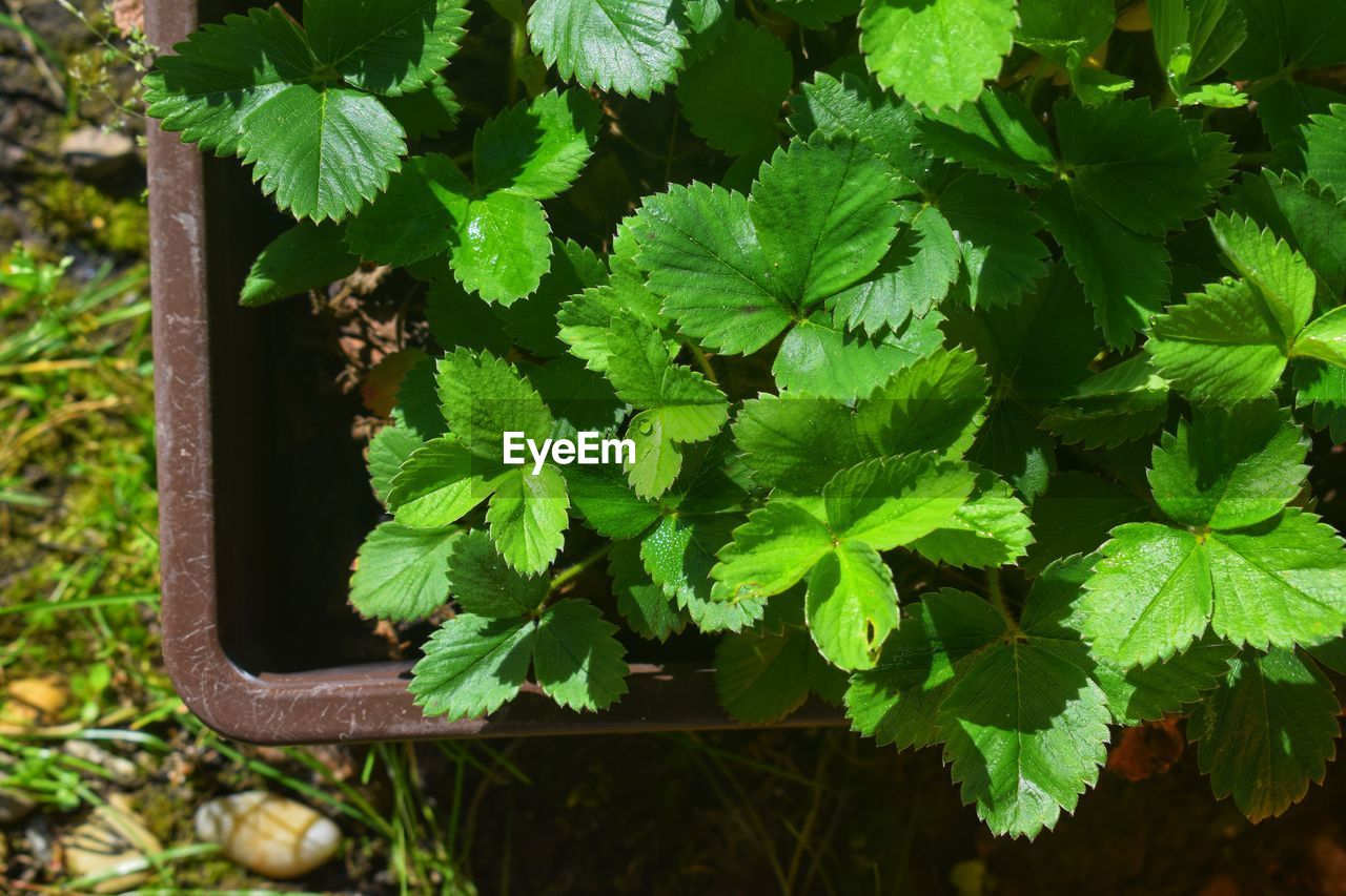 HIGH ANGLE VIEW OF GREEN LEAF