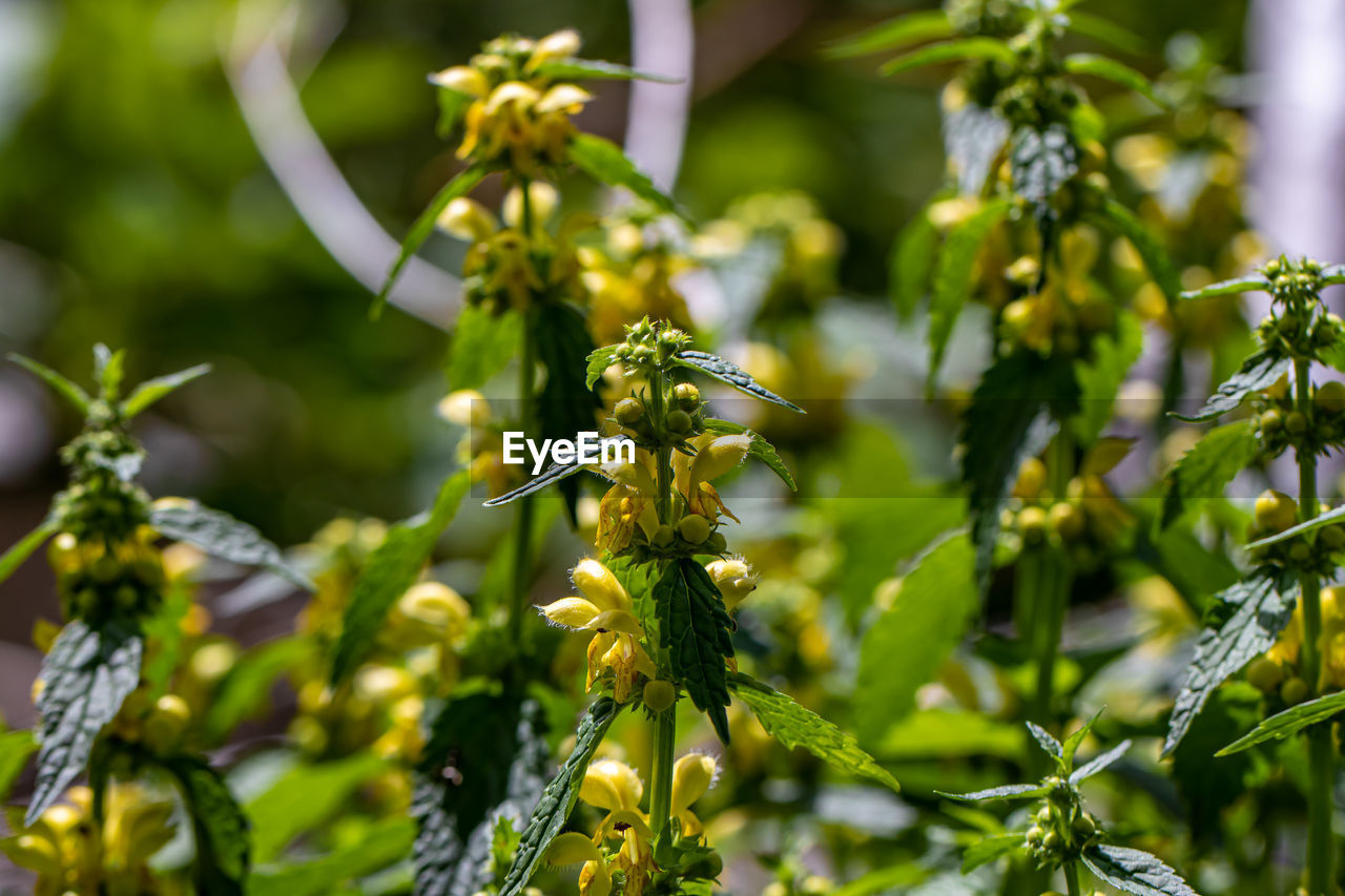 CLOSE-UP OF INSECT ON GREEN FLOWER