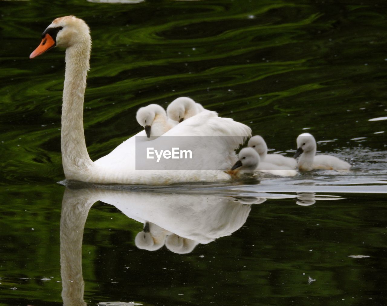 SWAN FLOATING ON WATER