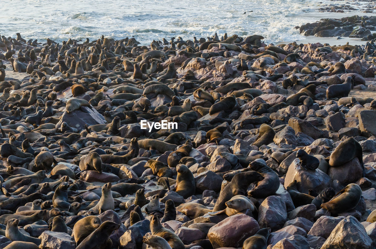 Scenic view of group of brown fur seal at beach, cape cross seal reserve, namibia