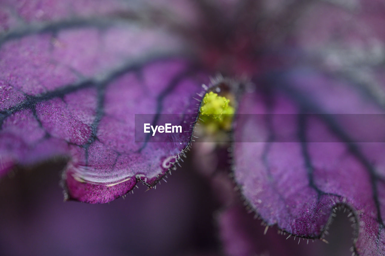 Close-up of purple flowering plant