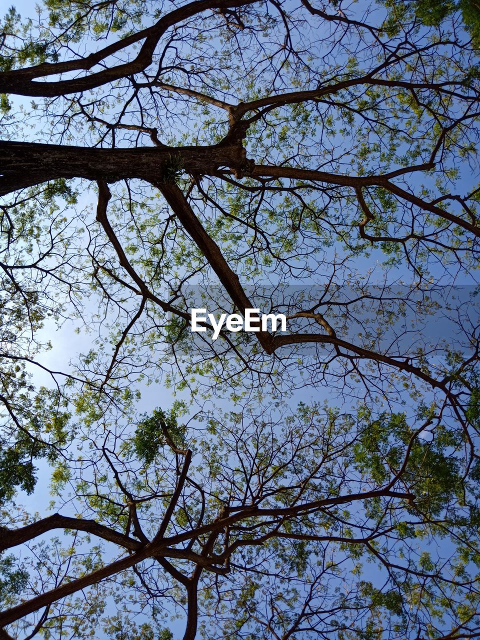 LOW ANGLE VIEW OF CHERRY BLOSSOMS AGAINST SKY