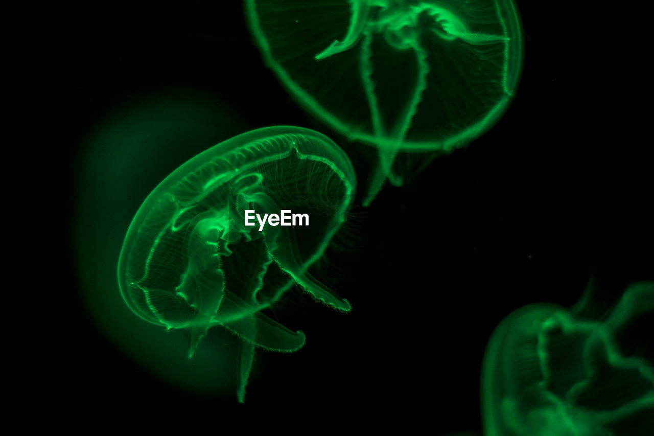 Close-up of jellyfish against black background