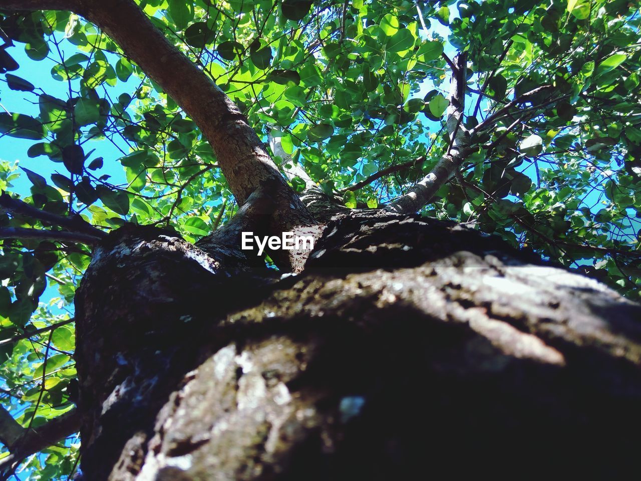 CLOSE-UP OF TREE TRUNK IN FOREST