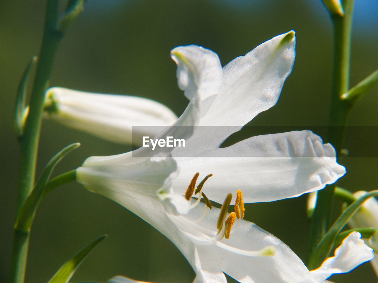 Close-up of white day lily