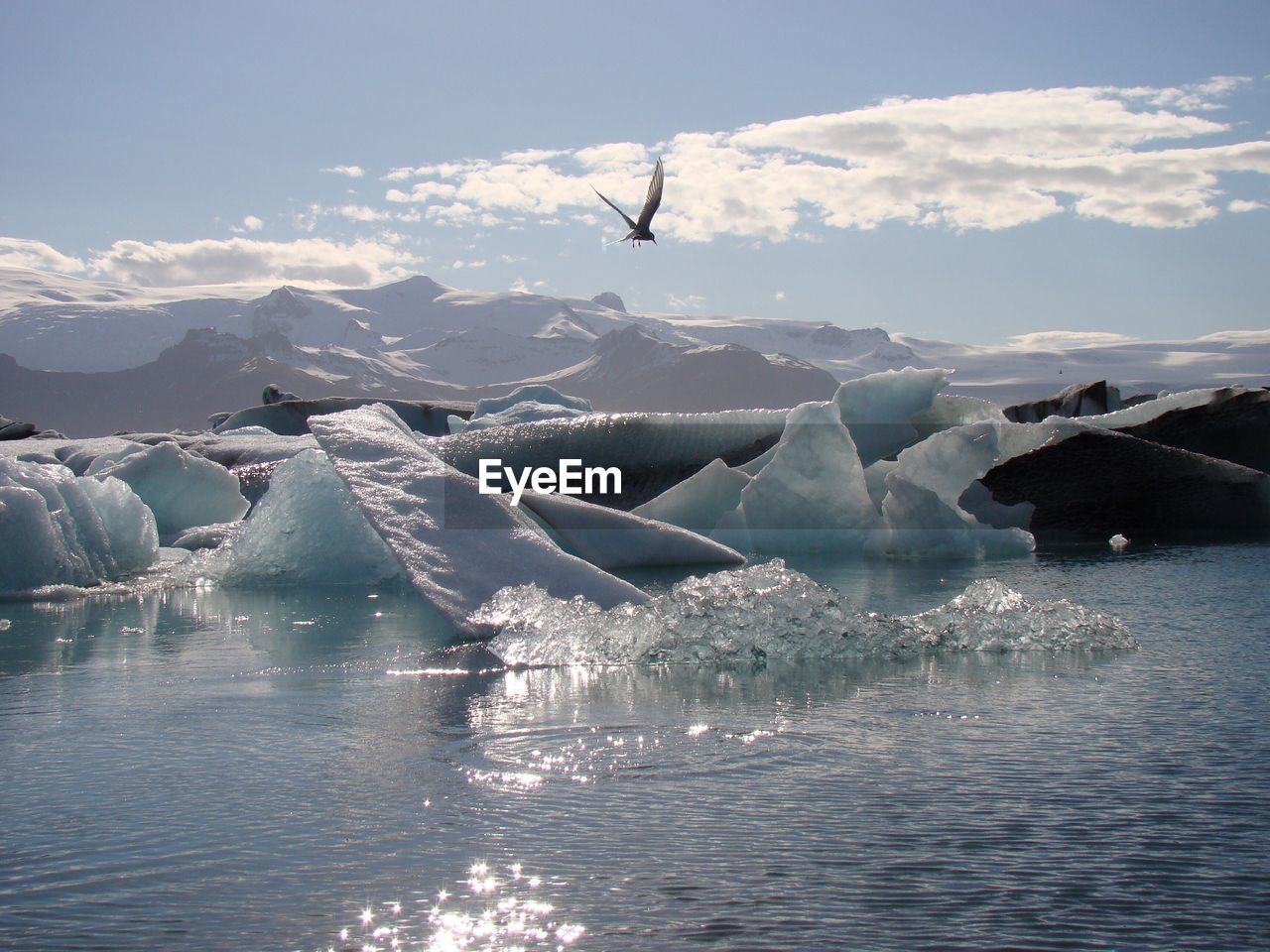 Bird flying over frozen sea against sky