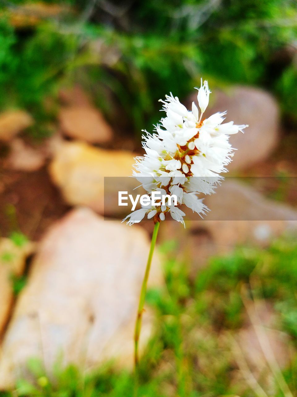 White flowers growing outdoors