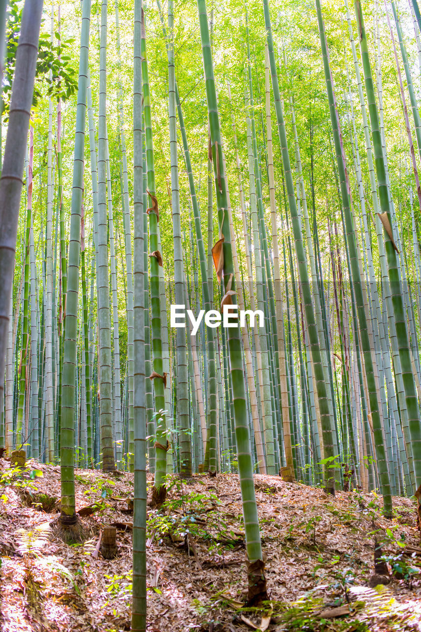 BAMBOO TREES IN THE FOREST