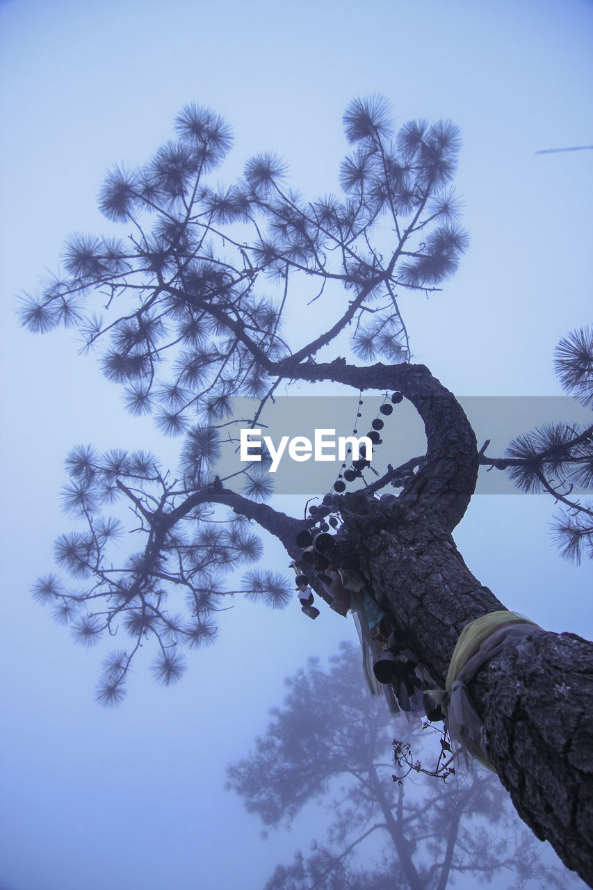 LOW ANGLE VIEW OF BARE TREES AGAINST SKY