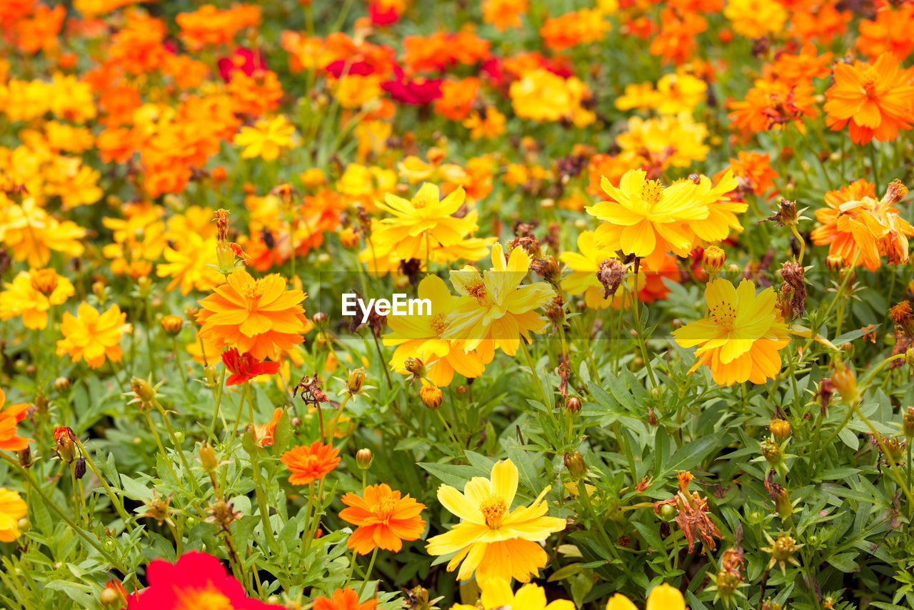 close-up of yellow flowers