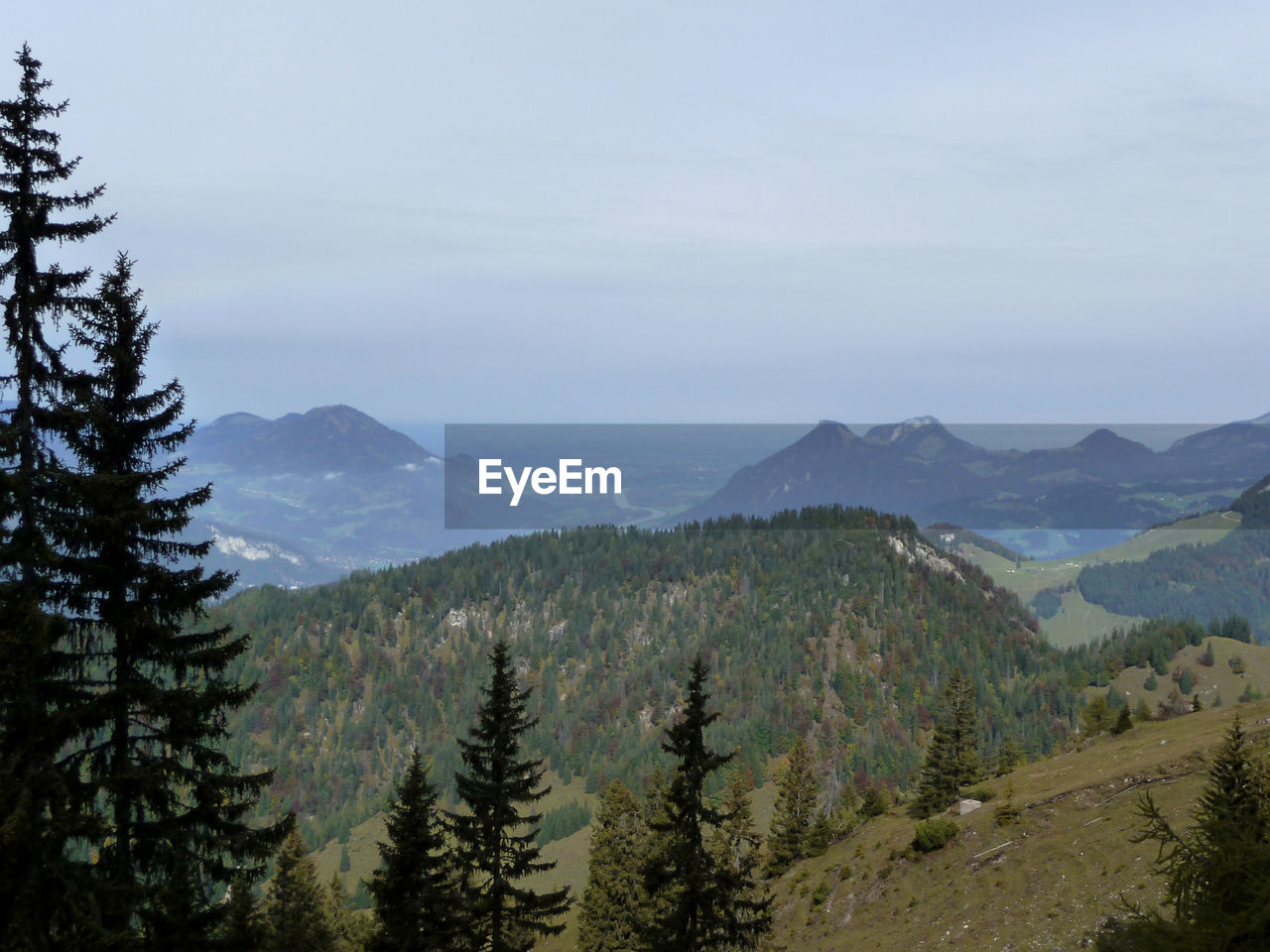 tree, mountain, scenics - nature, plant, environment, wilderness, beauty in nature, pine tree, coniferous tree, landscape, land, forest, pinaceae, sky, nature, ridge, mountain range, pine woodland, tranquil scene, tranquility, no people, non-urban scene, cloud, outdoors, travel destinations, woodland, travel, day, fog, idyllic, remote, winter, tourism, mountain pass