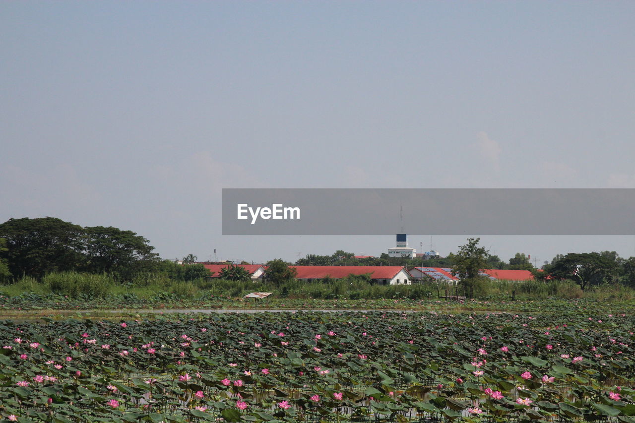 Scenic view of grassy field against clear sky