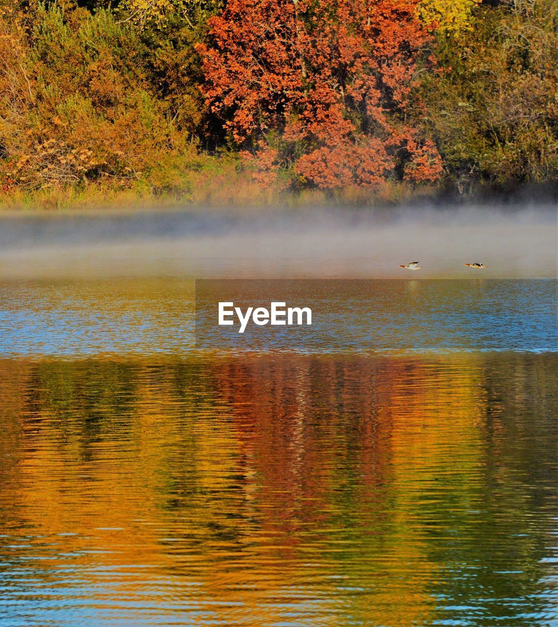 SCENIC VIEW OF LAKE BY AUTUMN TREES