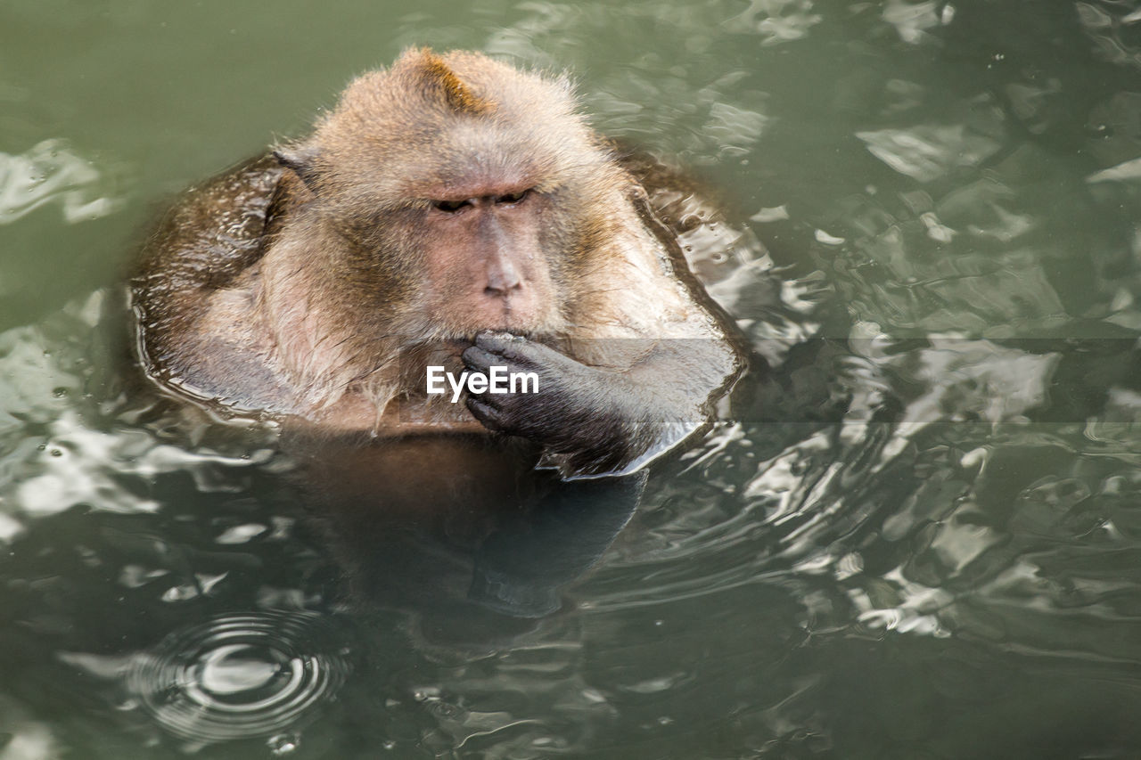 High angle view of long-tailed macaque in lake