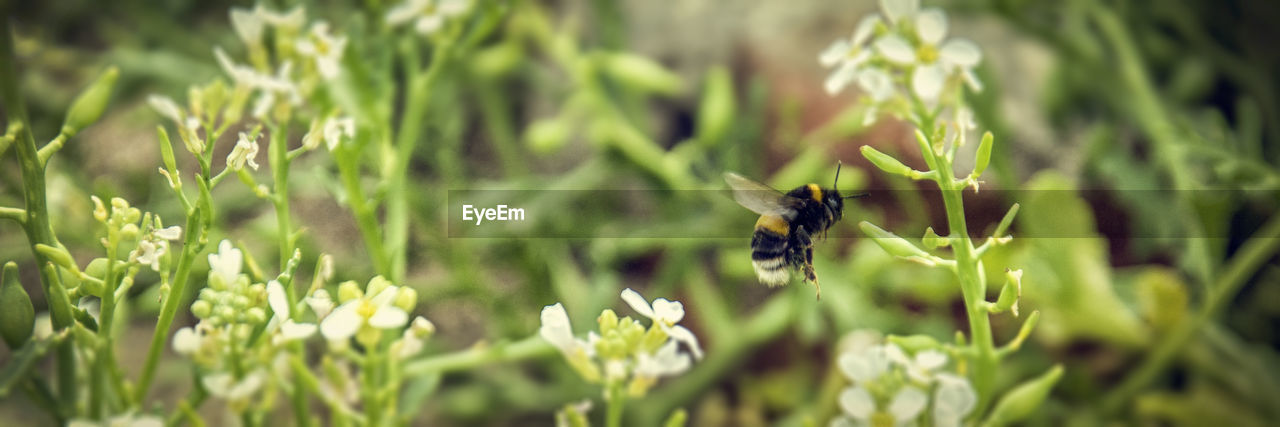 CLOSE-UP OF HONEY BEE FLYING OVER FLOWER