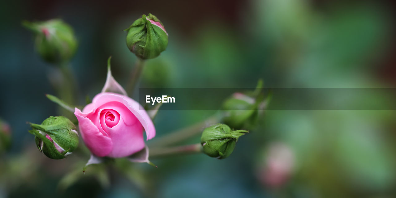 plant, flower, flowering plant, beauty in nature, freshness, bud, close-up, pink, macro photography, nature, petal, fragility, growth, rose, flower head, inflorescence, green, focus on foreground, blossom, plant part, leaf, no people, outdoors, springtime, selective focus, day, plant stem, wildflower, botany