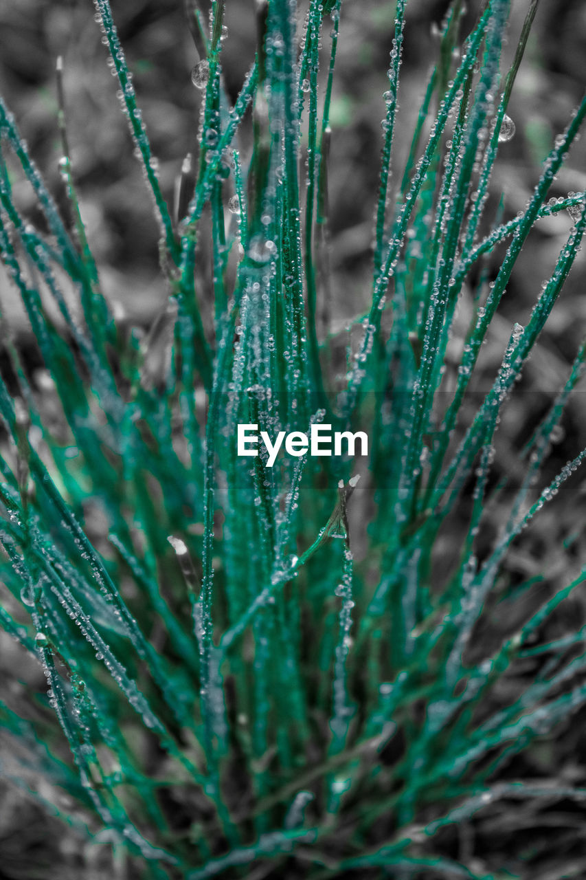 Close-up of wet grass