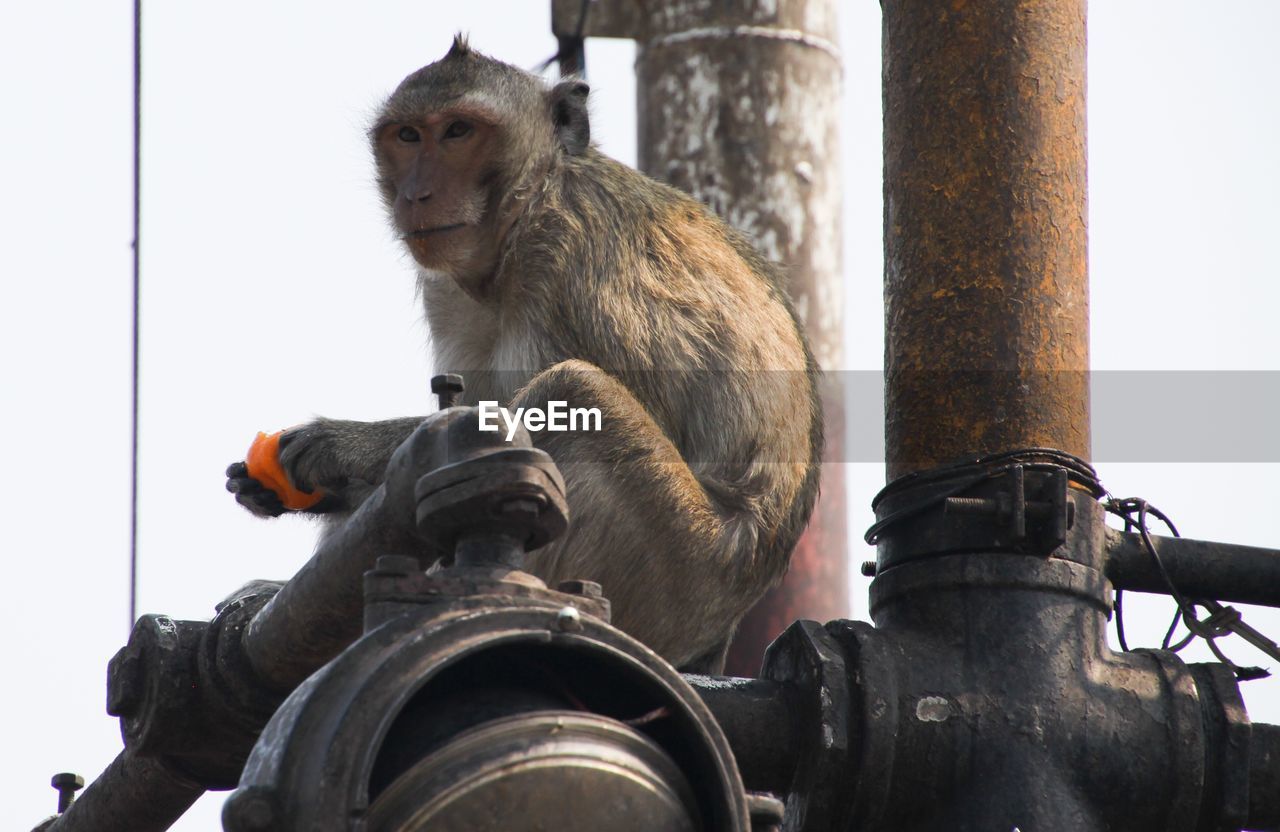 VIEW OF MONKEY SITTING ON A HORSE