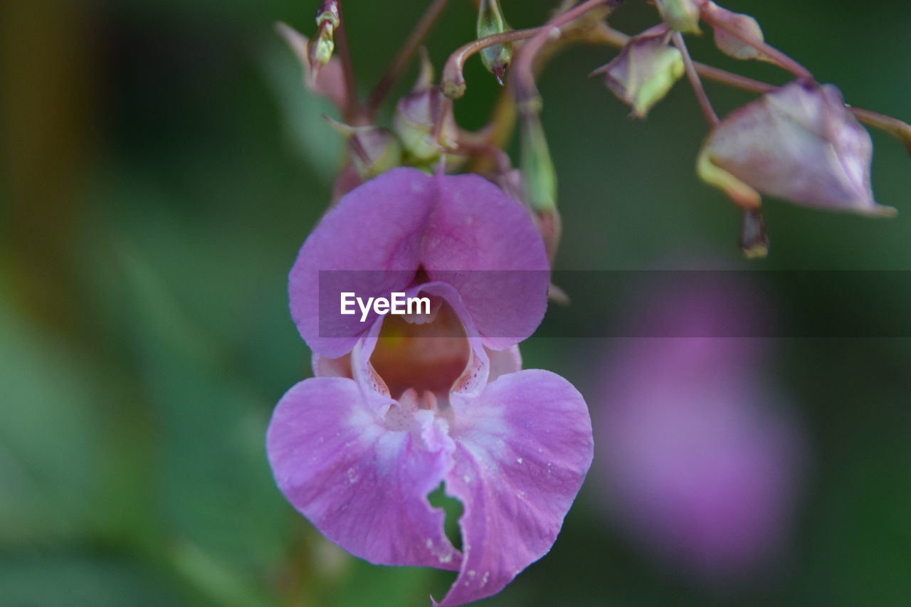 CLOSE-UP OF FLOWER