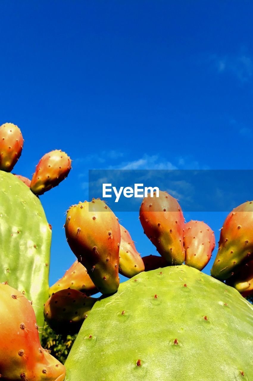 CLOSE-UP OF PRICKLY PEAR CACTUS