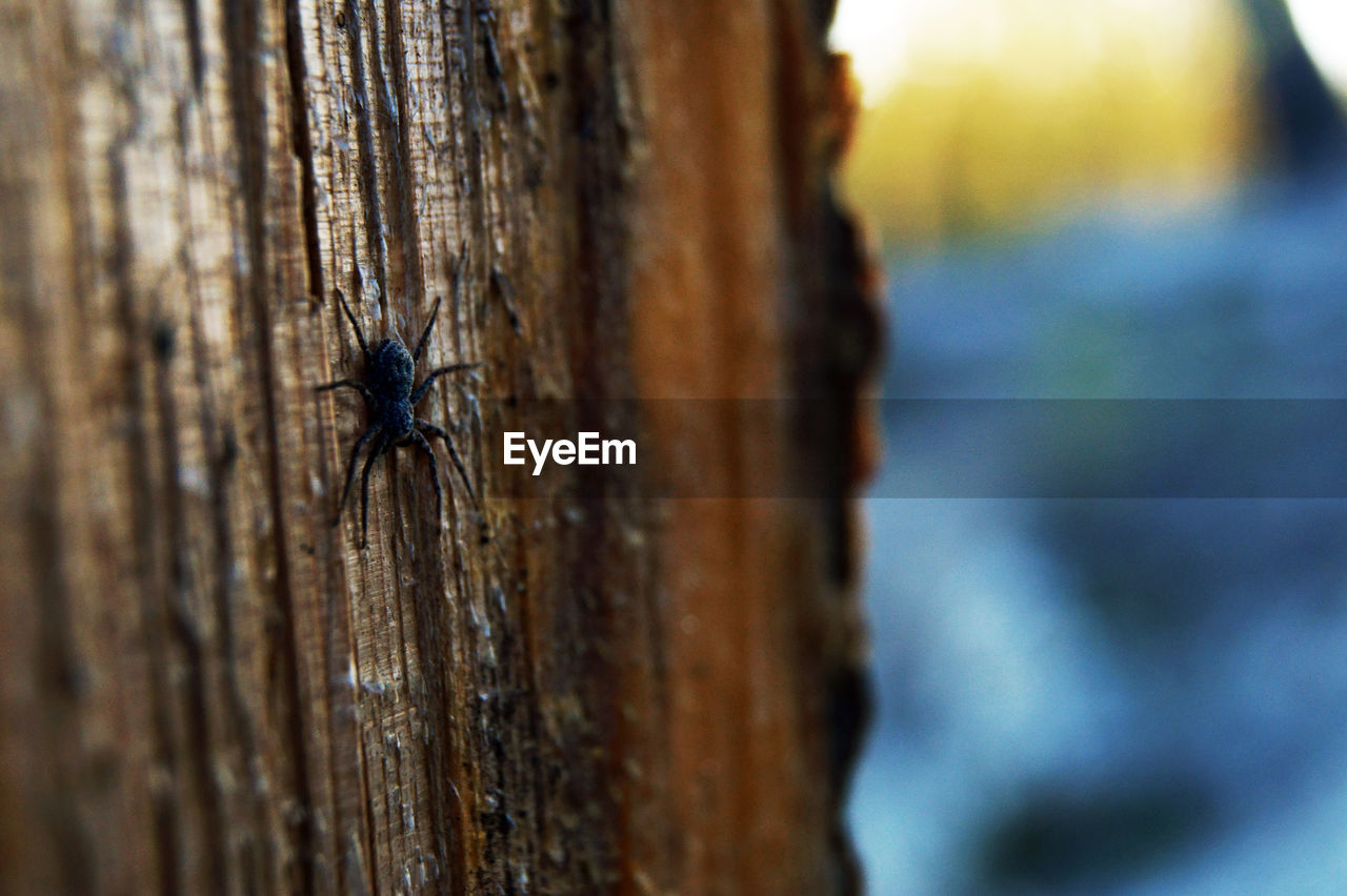 CLOSE-UP OF SPIDER ON WALL