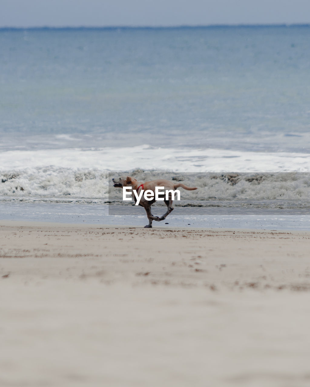 Side view of dog running on shore at beach