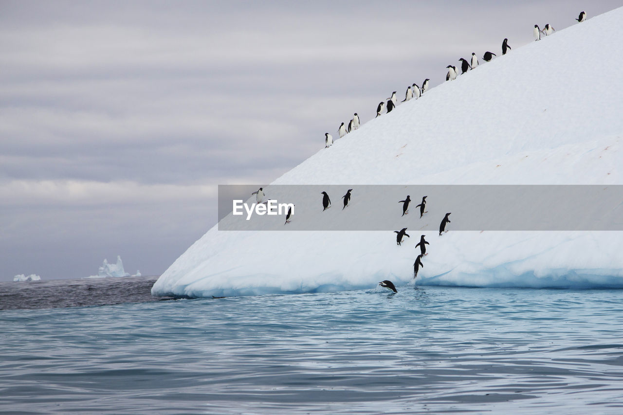 Large group of penguins climbing iceberg
