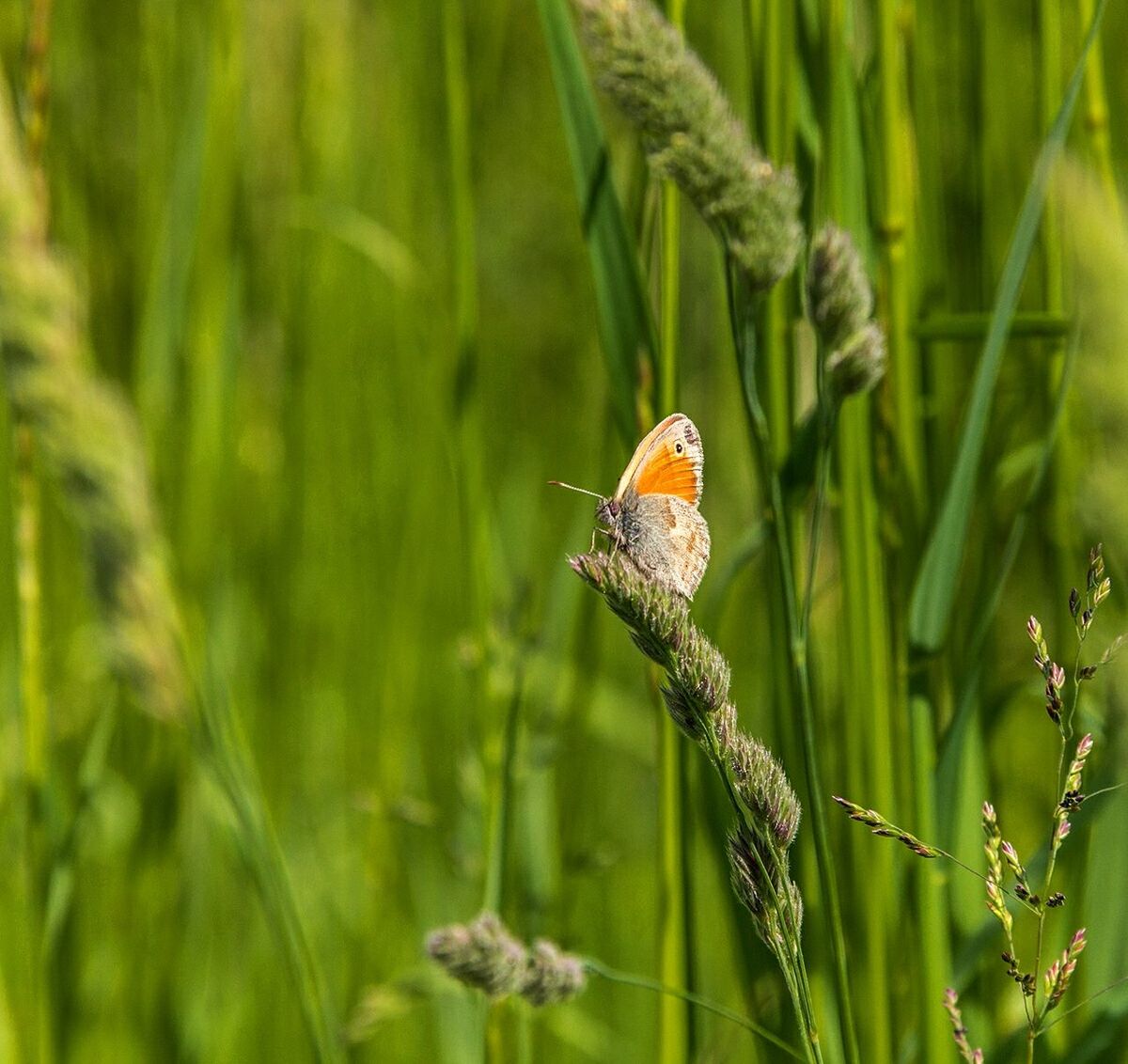 Close-up of butterfly perching on crop in field