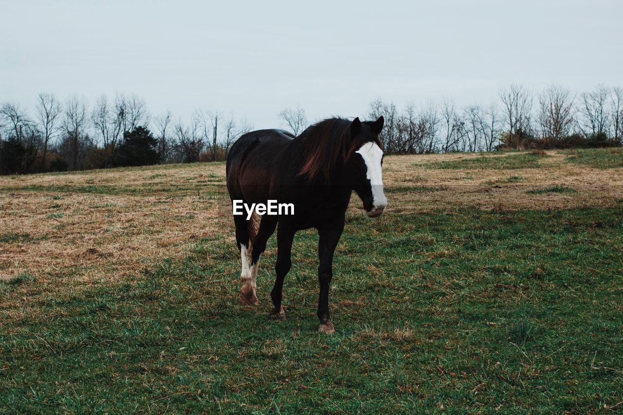 TWO HORSES GRAZING ON GRASSY FIELD