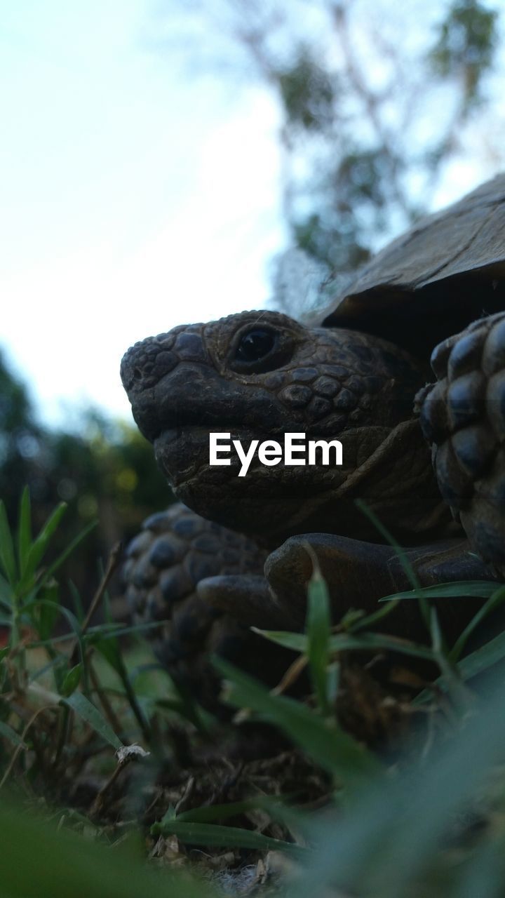 Close-up of tortoise on field