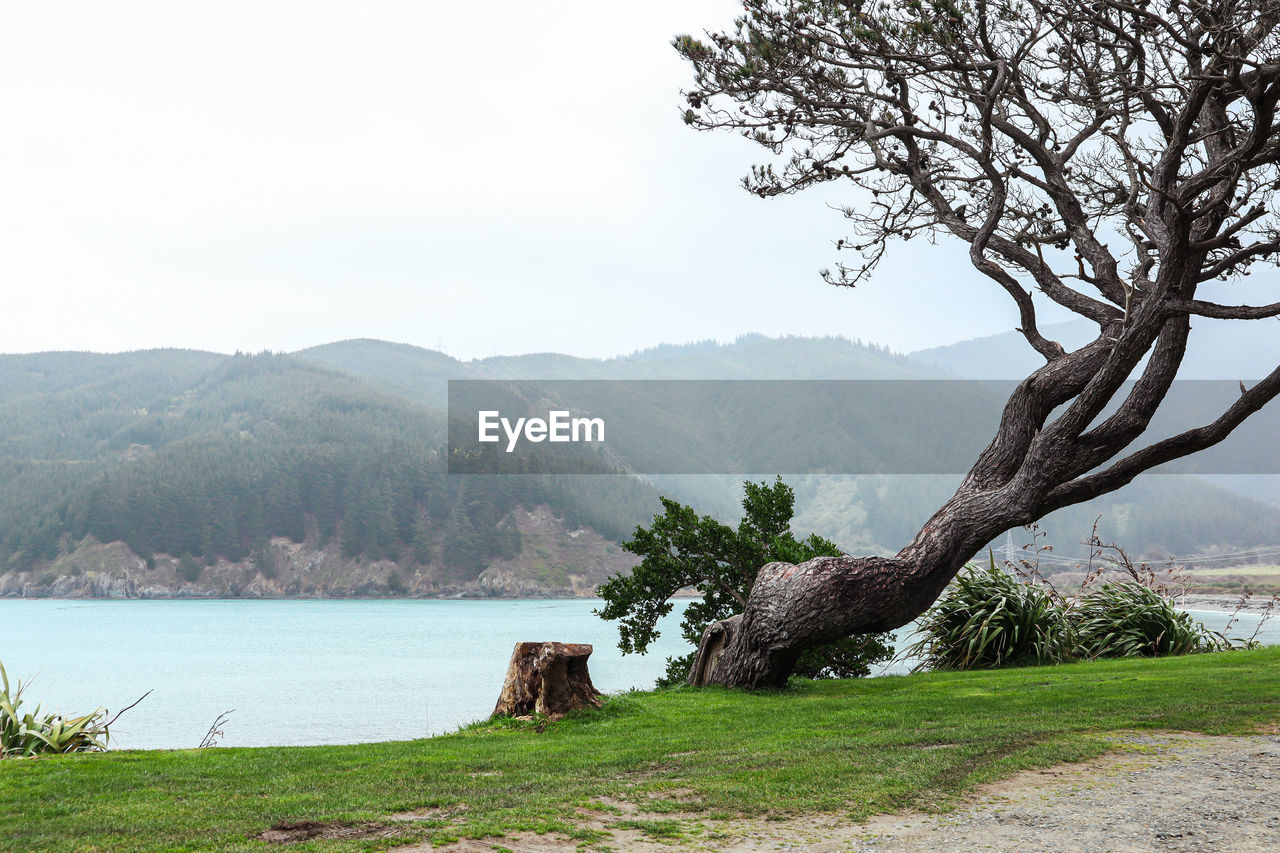 TREE BY LAKE AGAINST SKY