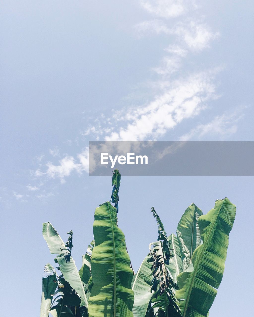 LOW ANGLE VIEW OF PLANTS AGAINST SKY