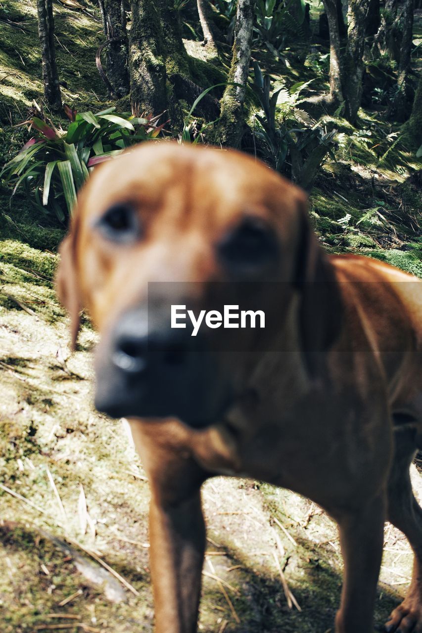 CLOSE-UP PORTRAIT OF A DOG