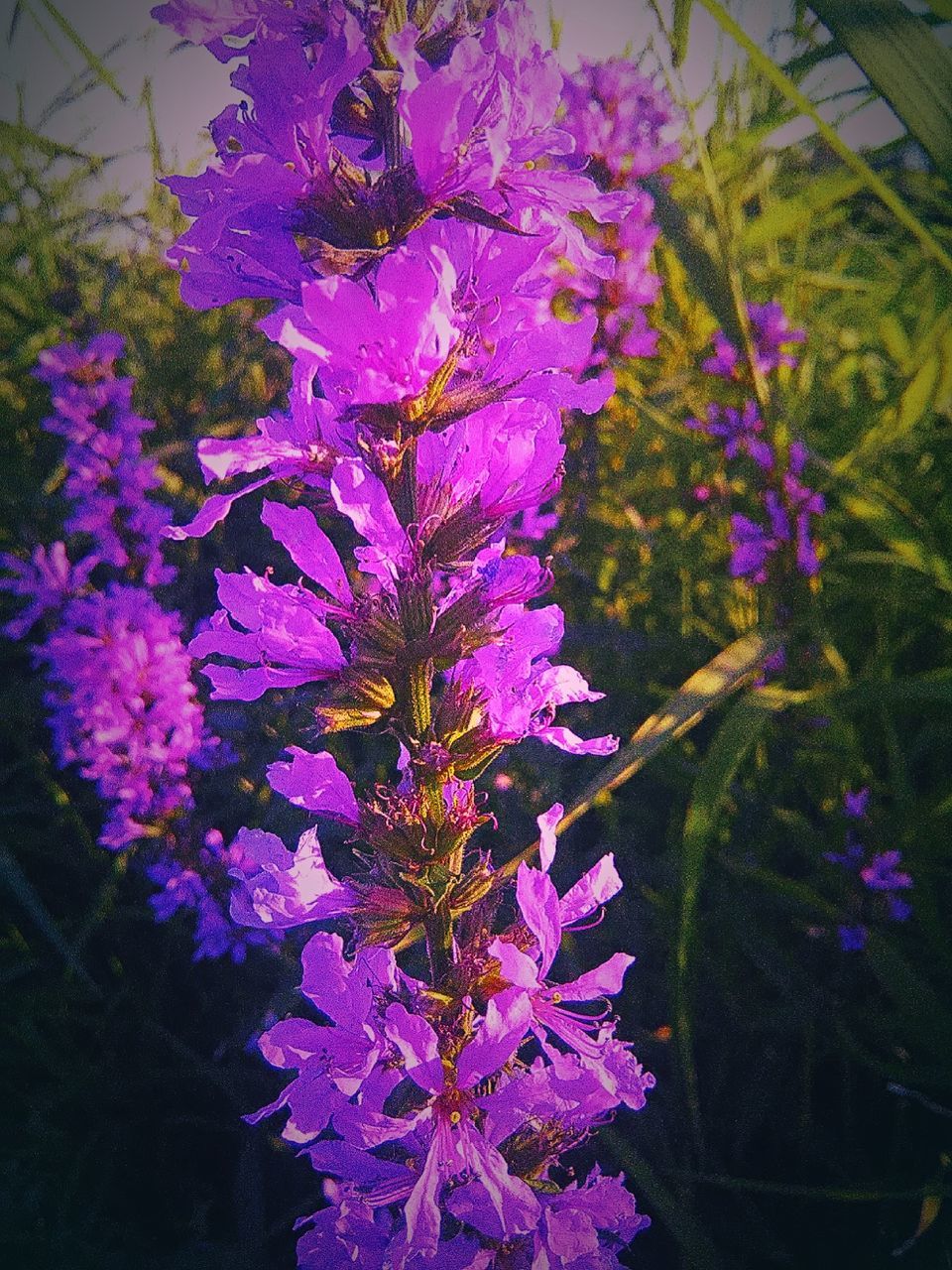 CLOSE-UP OF PURPLE FLOWERS