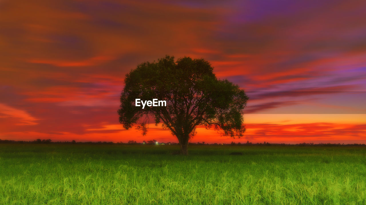 TREES ON FIELD AGAINST SKY DURING SUNSET