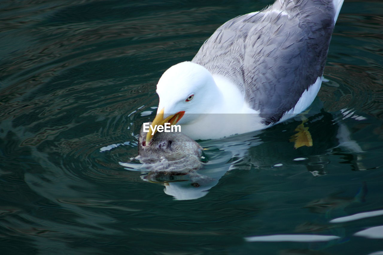 Seagull hunting fish in lake