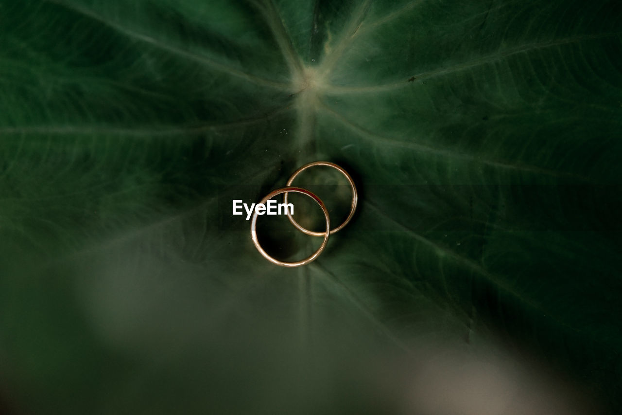 High angle view of wedding rings on leaf
