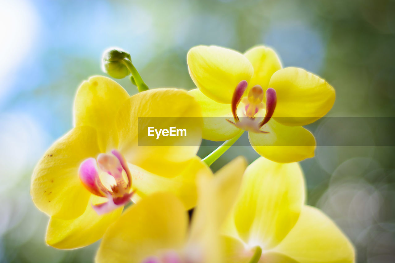 Close-up of yellow flowering plant