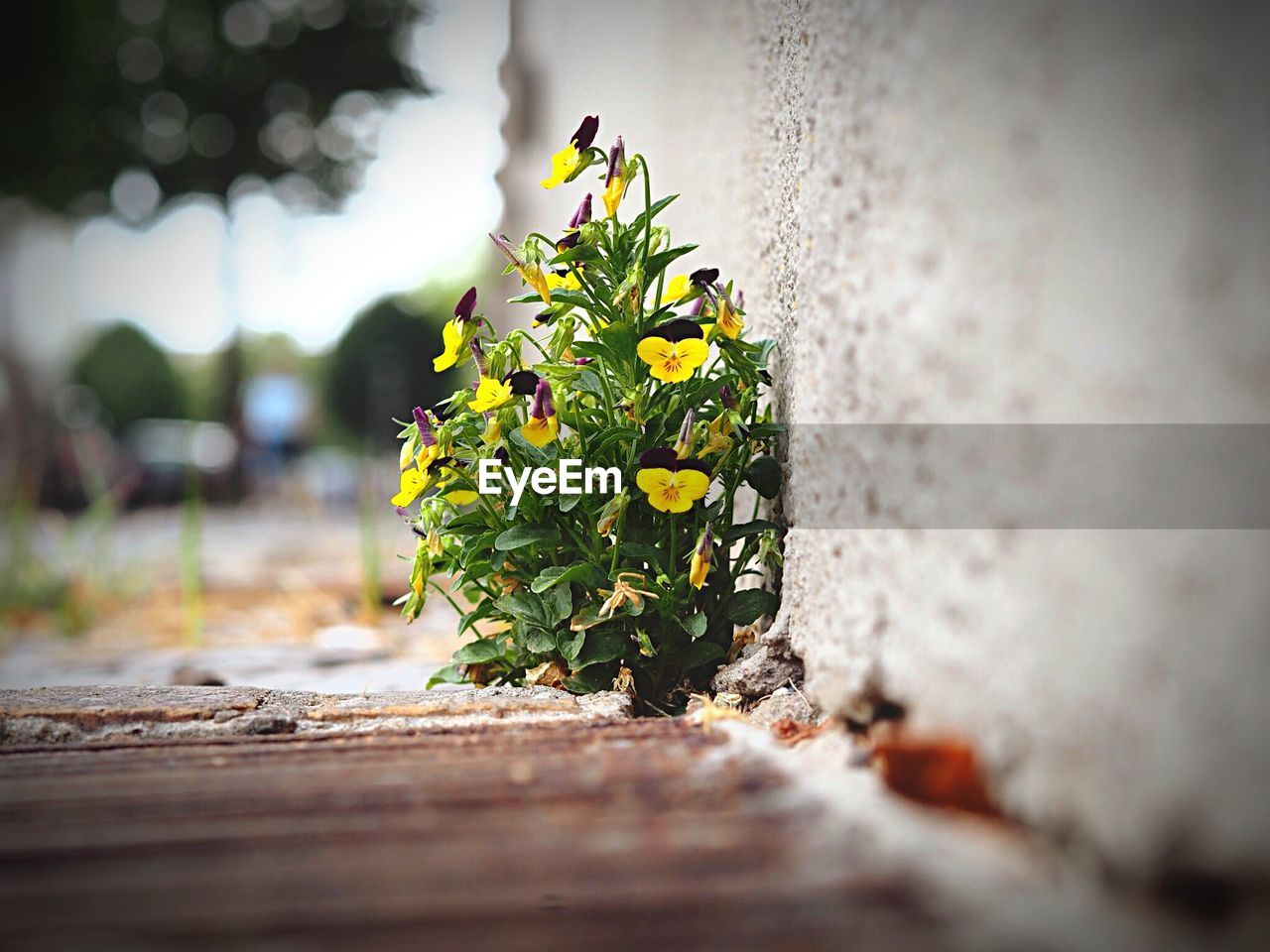 Pansy blooming on sidewalk