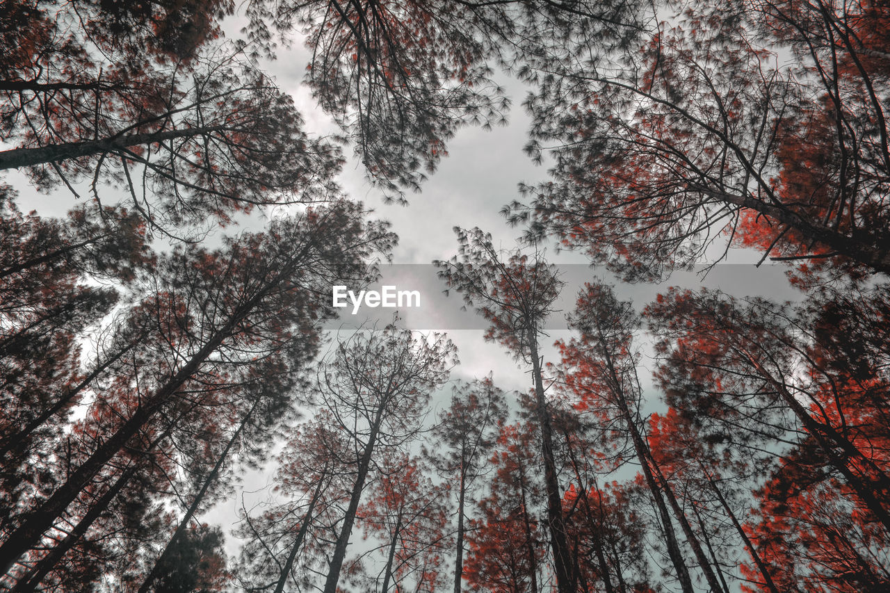 Low angle view of trees in forest during winter