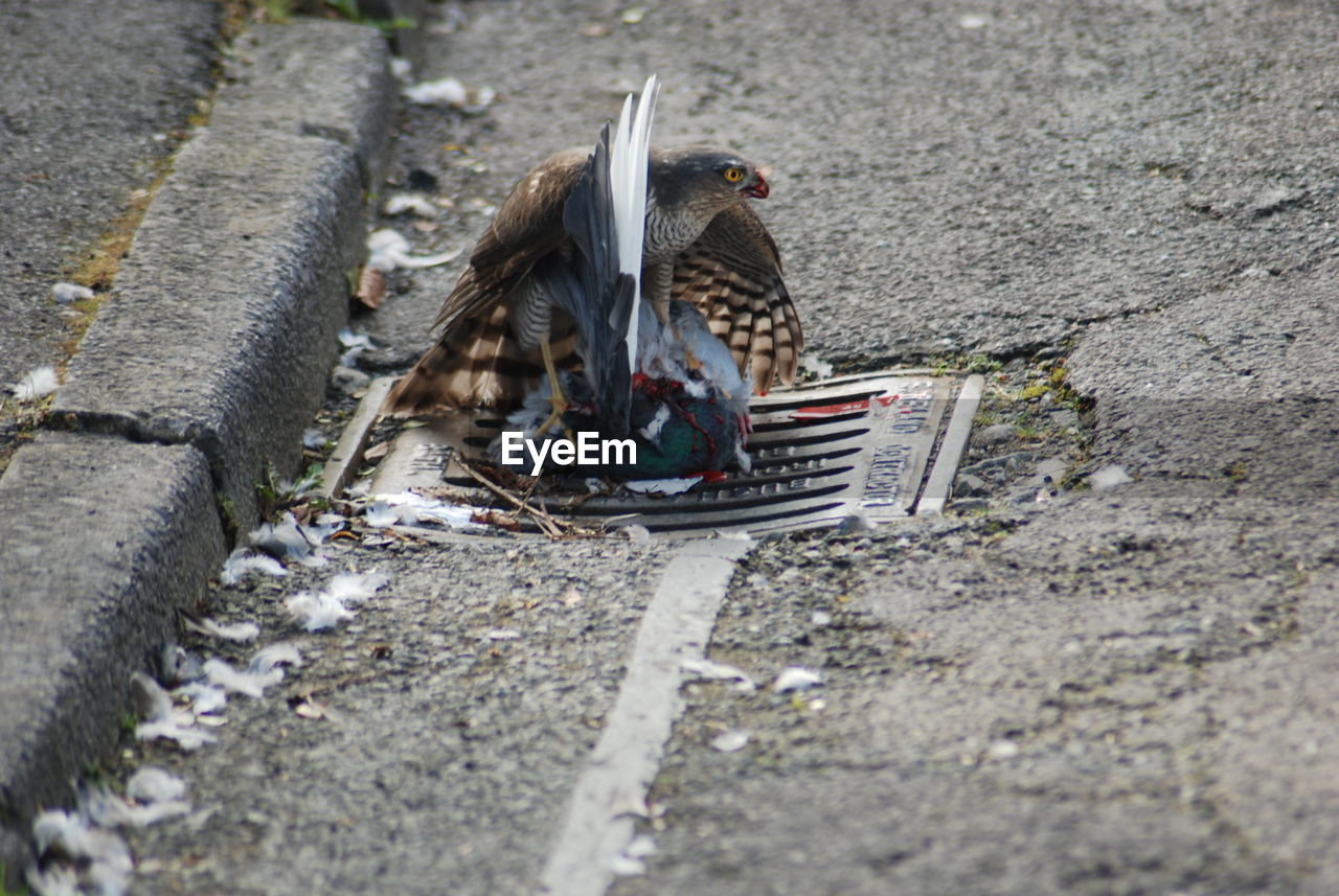 High angle view of sparrow hawk hunting pigeon