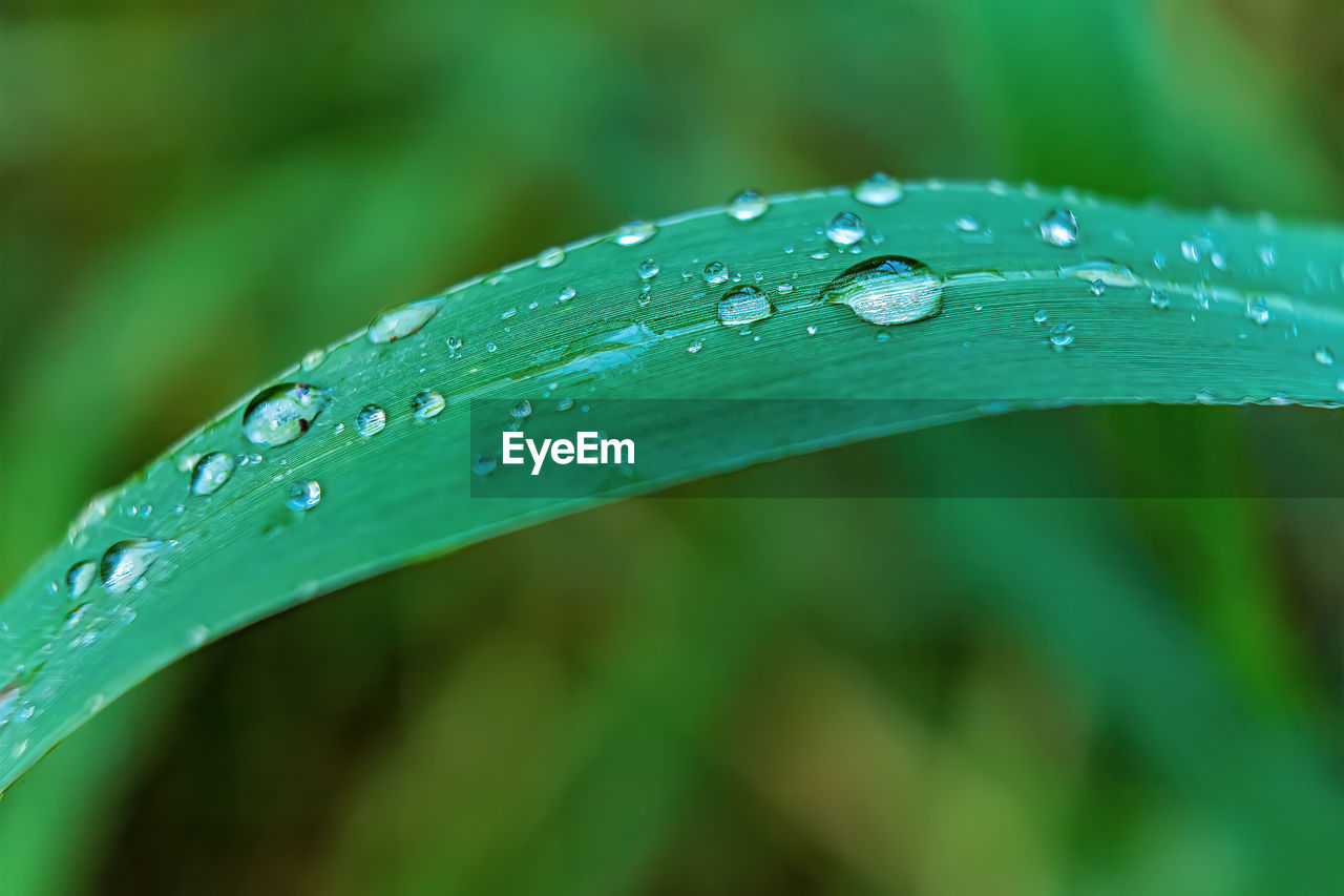 water, drop, wet, green, plant, nature, close-up, grass, leaf, plant part, beauty in nature, rain, growth, macro photography, plant stem, freshness, moisture, no people, dew, flower, blade of grass, outdoors, fragility, raindrop, focus on foreground, day, purity, selective focus, environment, tranquility