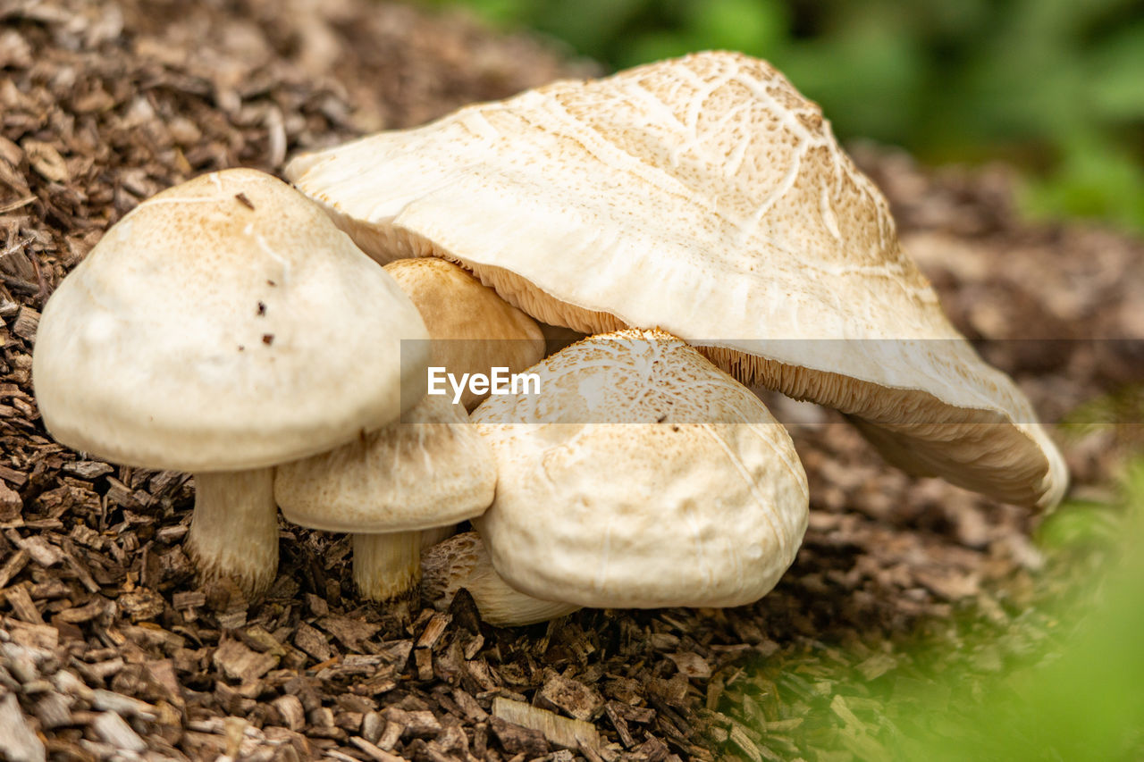 CLOSE-UP OF MUSHROOMS